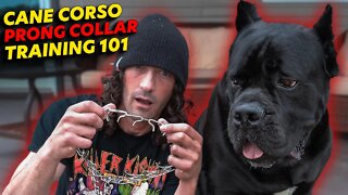 Cane Corso Prong Collar Training 101 - Humane or Not?