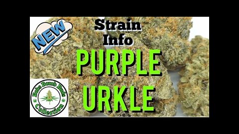 Purple Urkle, BC Bud Supply