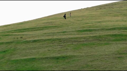 Aerial Duel between Ravens & a Kestrel