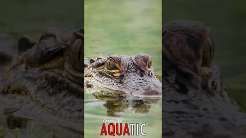 🌊 #AQUATIC - Alligator Staring Contest: Locked Eyes and Primal Willpower 🦈