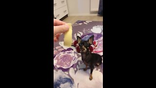 Very Small Dog Eating Cheese