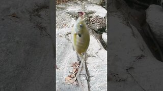 First fish of the day! Bluegill! #fishing #outdoors #nature