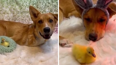 Sweet pup & duckling buddy have heartwarming bond