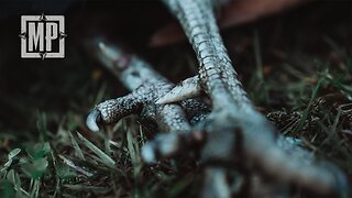 Hunting Peacock: New Zealand | The Journey Within - Mark V. Peterson Hunting