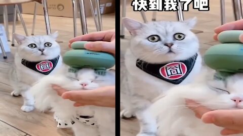 Cat's Funny reaction when she saw other cat getting head Massage