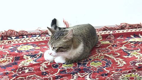 A Cute Cat Sits on the Carpet