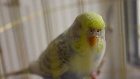 Budgerigar close up in the bird cage Budgie Funny budgerigar in a cage at the window Green budgie