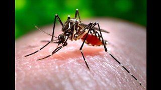 Fauci-Led NIH Funded Trial To Vaccinate Participants Via Mosquito Bites