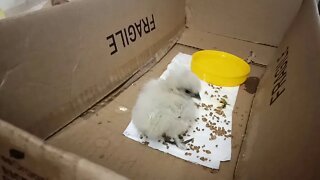 Silkie Chick, 2 days old ( Video 1 )