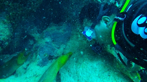 Diver has extreme close encounter with giant moray eels