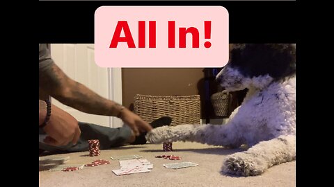 Dog v. Owner in poker! I still lost