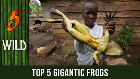 Top 5 Gigantic Frogs That Will Make You Leap Of Fear | 5 WILD