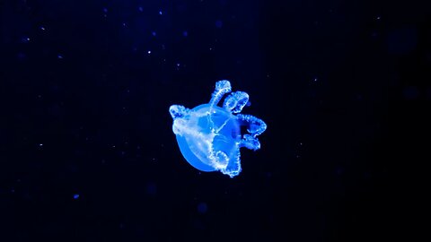 Jellyfish #studymusic #relaxtionmusic #meditation