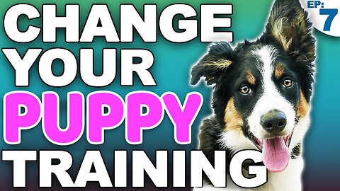 Train your Puppy 6 Tricks in 1 Day