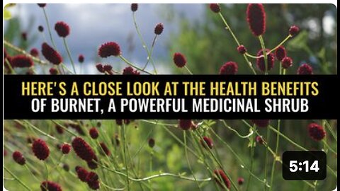 Here's a close look at the health benefits of burnet, a powerful medicinal shrub