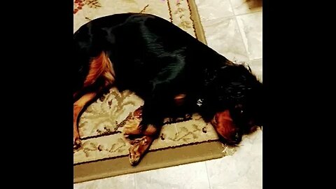 Bella Beanie Stretching in her Sleep! So 🥰 Adorable! 🐾🐕🐾#puppy #cavalierkingcharles #rottweiler