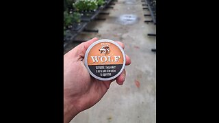 Timberwolf Long Cut Peach