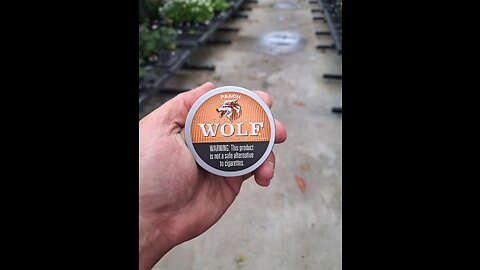 Timberwolf Long Cut Peach