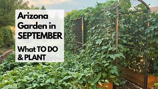 ARIZONA GARDEN in SEPTEMBER: What TO DO & PLANT - plus tips for FALL GARDENING