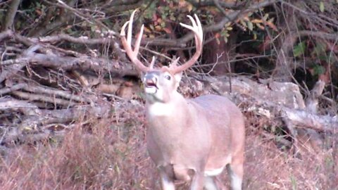 Preview of the next Illinois land hunt. 3 mature bucks to choose from! Big Illinois bucks!
