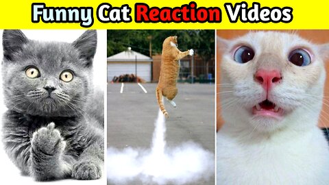 Funny Cat Reaction Videos | Cat And Dog Fighting Videos | Animals Funny Video | Funny Videos | viral videos | viral cat videos | viral cat and dog funny video