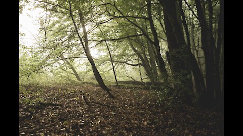 Danish Forest in Autumn Colors (Phantom 4 Pro 4K)(1080P_HD)