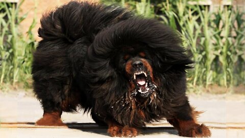 10 Most Illegal Dog Breeds In the World!10 Most Illegal Dog Breeds In the World!