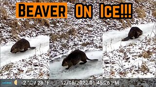 FIRST Ever On CAMERA!!! (Beaver On Frozen Creek)