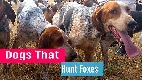 Dogs That Hunt Foxes