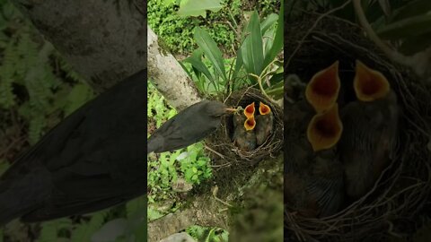 Pássaro alimentando seus filhotinhos 🐦