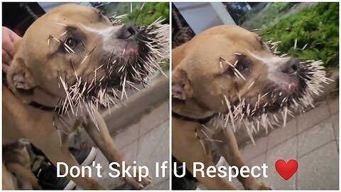 The Poor Dog Got Pricked by a Porcupine Quill