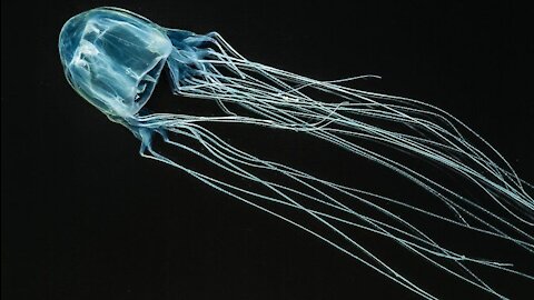 Fact about jellyfish 4. One of the poisonous animals in the world.