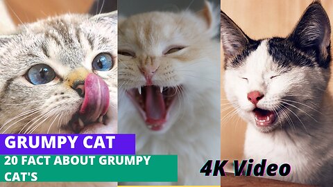 Grumpy cat 20 Fact about Grumpy Cat's Full HD