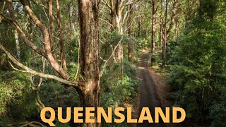 Driving in Queensland Mountains - Gold Coast Hinterland | AUSTRALIA