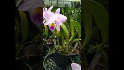 CATTLEYA LABIATA FROM EGERIO HUEBES # SHORT