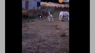Baby Horses Playing - Discussing Horse Behavior and Horse Care