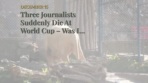 Three Journalists Suddenly Die At World Cup – Was It The Vaxx, ‘Camel Flu,’ Or Coincidence?