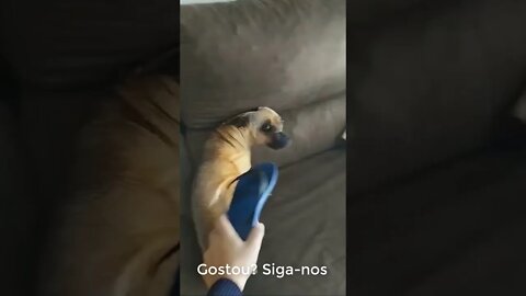 Fique até o final - Este Cachorro está Diferente #shorts