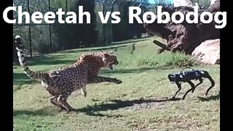 Cheetah vs Robodog - Zoo Robot Research testing world 1st - Sydney Behind the scenes