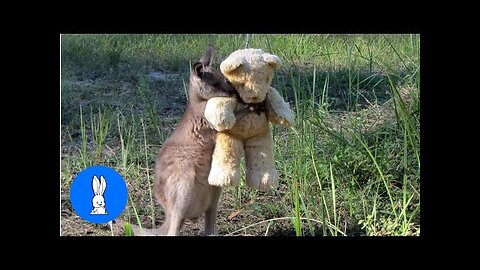 Baby Kangaroos & Joeys - CUTEST Compilation