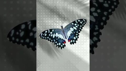 Elegant Butterflies #Shorts 🌻