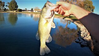 Marvelous Bass Fishing - Stunning Urban Pond - Part 1