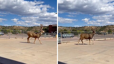 Gigantic deer stroll past guy on his lunch break