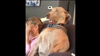 Rumble/fanny video the dog shocked🤣