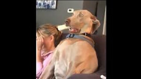 Rumble/fanny video the dog shocked🤣