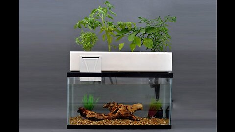 WAWLIVING Betta Fish Tank Desktop Mini Aquaponic Ecosystem Planter Water Garden Hydroponic Grow...