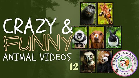 Funny Animals 12 | Funny Channel
