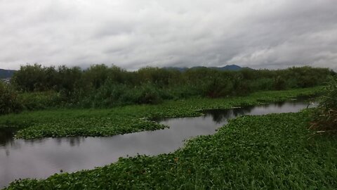 Water hyacinth to purify water. (Autumn landscape)