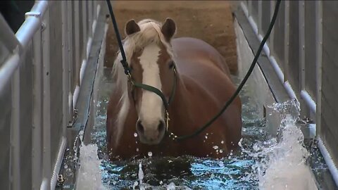 Horses rehab with underwater treadmill and other world class equipment at CSU Spur facility