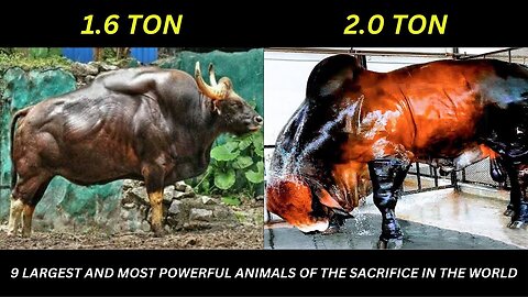 9 largest and most powerful animals of the sacrifice in the world || Strange Things